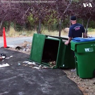 در برخی ساحات ایالات متحده مانند شهر رینو در ایالت نوادا، خرس ها برای یافتن غذا حتا وارد ساحات رهایشی می شوند، مانند این سه چوچۀ خرس که در پی یافت غذا در این زب