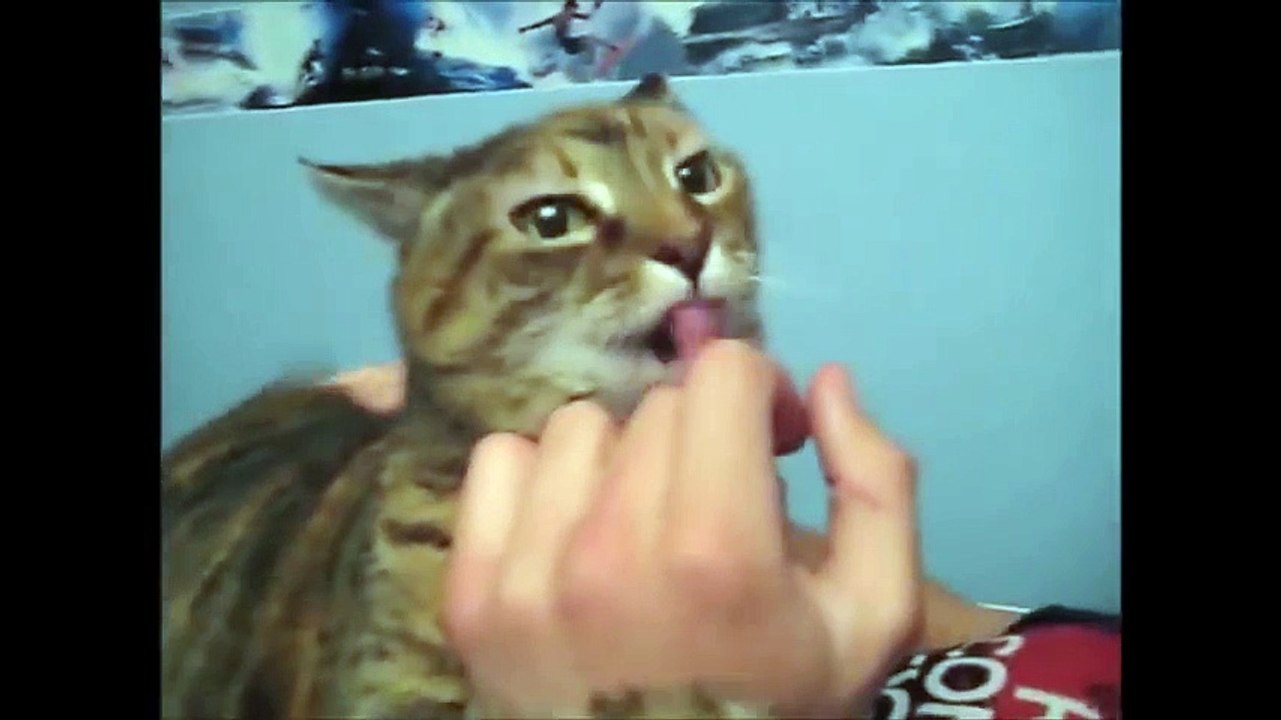 Funny Cats part 2
