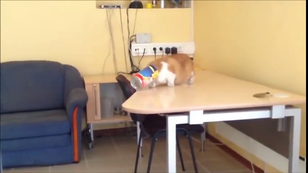 Funny Cats part 4