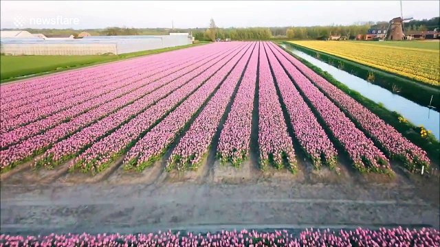 Spectacular aerial footage shows colourful bands of Dutch tulips
