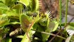 Yellow Jackets Captured by Venus Fly Trap