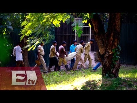 Lo más visto: tigre blanco mata a hombre en zoológico de la India/ Titulares