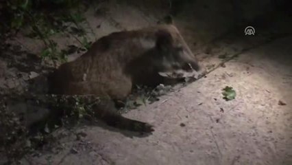 Hafif Ticari Araç Domuz Sürüsüne Çarptı: 4 Yaralı