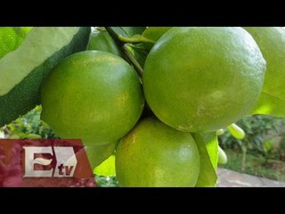 Cadena comercial participó en alza injustificada del precio del limón/ Darío Celis