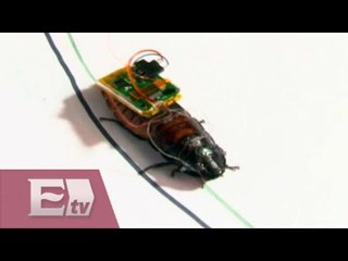 Primer experimento de un Biobot / Hacker