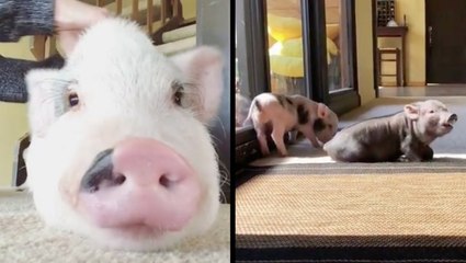 Piggies Enjoying The Simple Things In Life