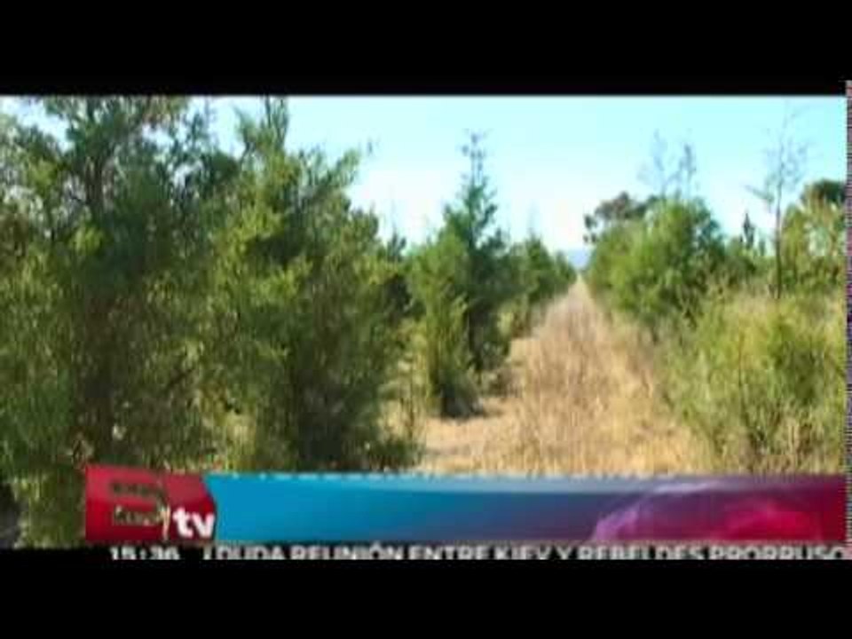 SEMANART dice que la producción de arbolitos de navidad fue mayor a la de 2012/Dinero