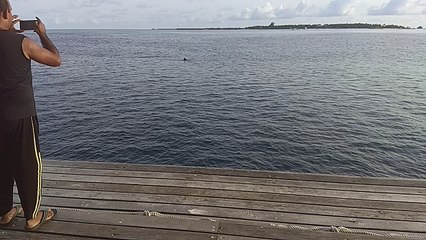 Dolphin view in Maldives ocean // wonderful moment dolphin jumping.