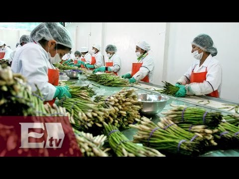 México: exportaciones agropecuarias crecen 9.8% en primer semestre de 2015/ Paul Lara