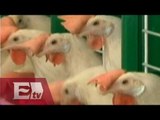 Controlados casos de influenza aviar en México: Senasica/ Paul Lara