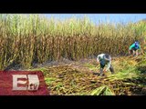 México: Vendidos cuatro ingenios azucareros por mas de tres mmdp/ Paul Lara