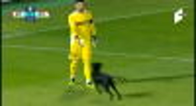 Playful dog on the pitch causes long delay in Georgian football match