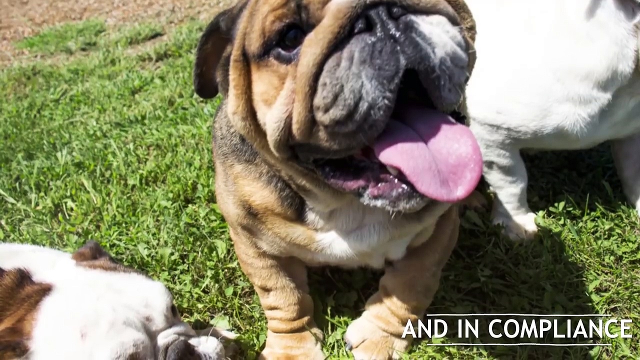 puppies for sale near me