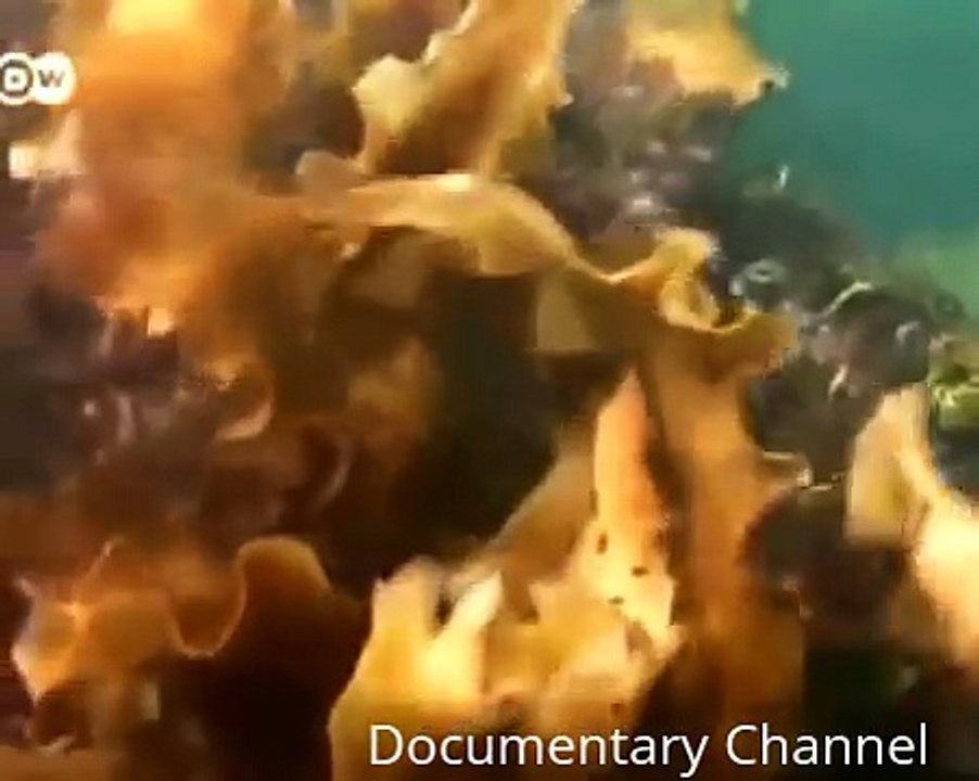 Animal Planet - Over fishing  - Where Are All Our Fish?