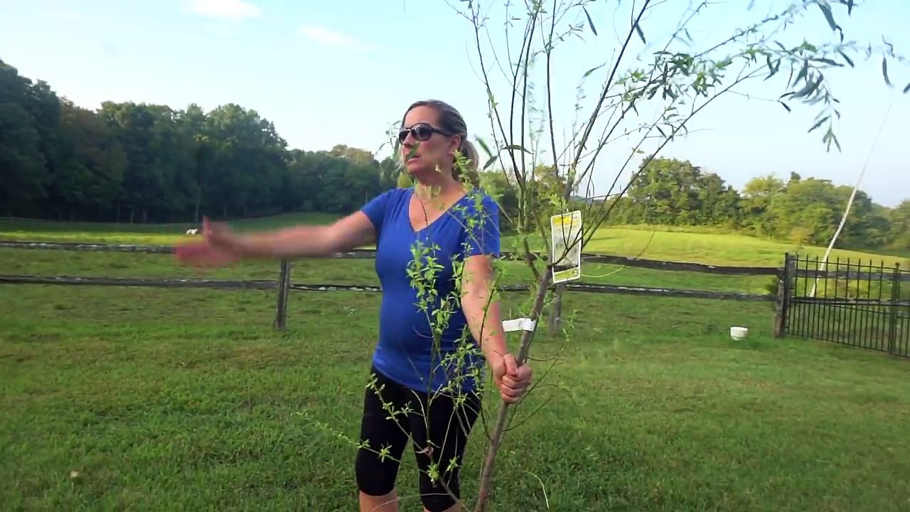 VLOG 120: Flat tires and Benji's tree