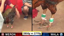 Đá gà campuchia mới nhất 2018 ngày 09/10/2018 - Video 3
