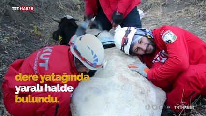 Dere yatağına düşen inek jandarma helikopteriyle kurtarıldı
