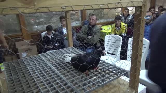 Bursa'nın Oynar Güvercin İ Görücüye Çıktı