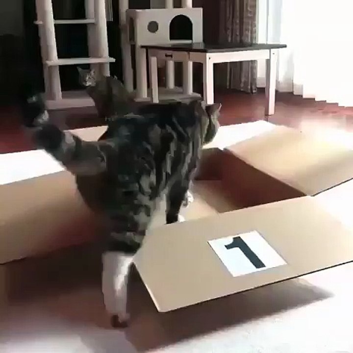 Mais où s'arrêtera ce chat ?!