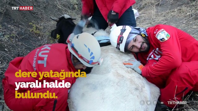 Dere yatağına düşen inek jandarma helikopteriyle kurtarıldı