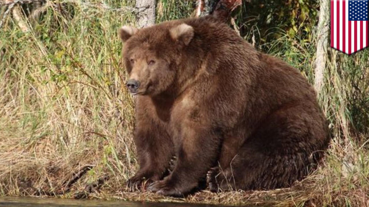 Alaskan brown bears supersizing themselves for Fat Bear Week