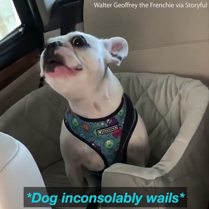 This dog won't stop arguing with his owner! (Listen with sound )