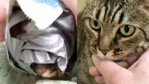 Cat's Head Was Wrapped In Duct Tape