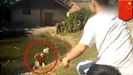 Chinese man angers internet after feeding hippo plastic popcorn bag