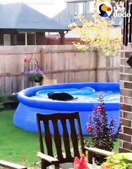 This dog had the funniest reaction after he was caught sneaking into a pool 