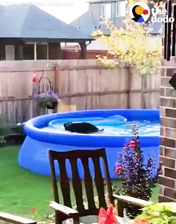 This dog had the funniest reaction after he was caught sneaking into a pool 