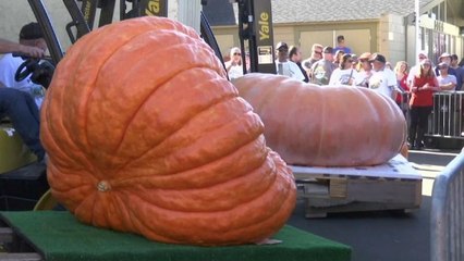 شاهد: يقطينة بوزن يبلغ نحو طن تؤمن الفوز لمزارع أمريكي في مسابقة أكبر يقطينة