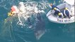 Australie : sauvetage d'un baleineau prisonnier d'un filet anti-requins
