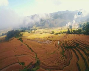 Hasat Mevsimi Pirinç Tarlalarını Altın Rengine Boyadı