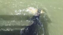 Cet enfant qui peche se fait voler son poisson par un énorme crocodile