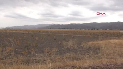 Hakkari Yüksekova'da Aspir Hasadına Başlandı