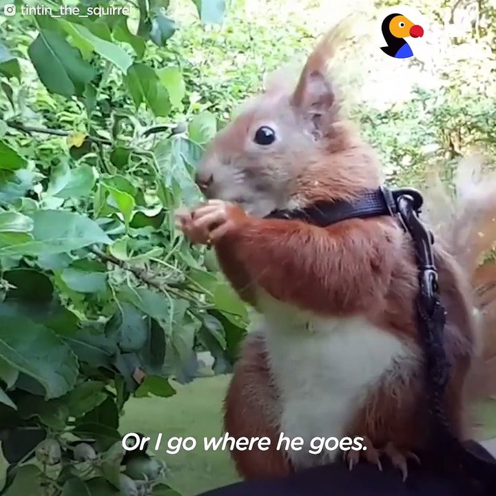 This squirrel has the tiniest harness he wears on walks with his dad!