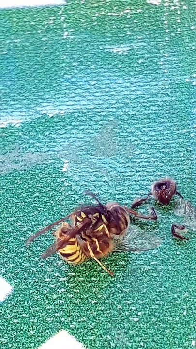 Epic Fight : Bee vs Wasp