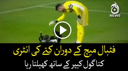 Dog's entry during footbal match in Georgia