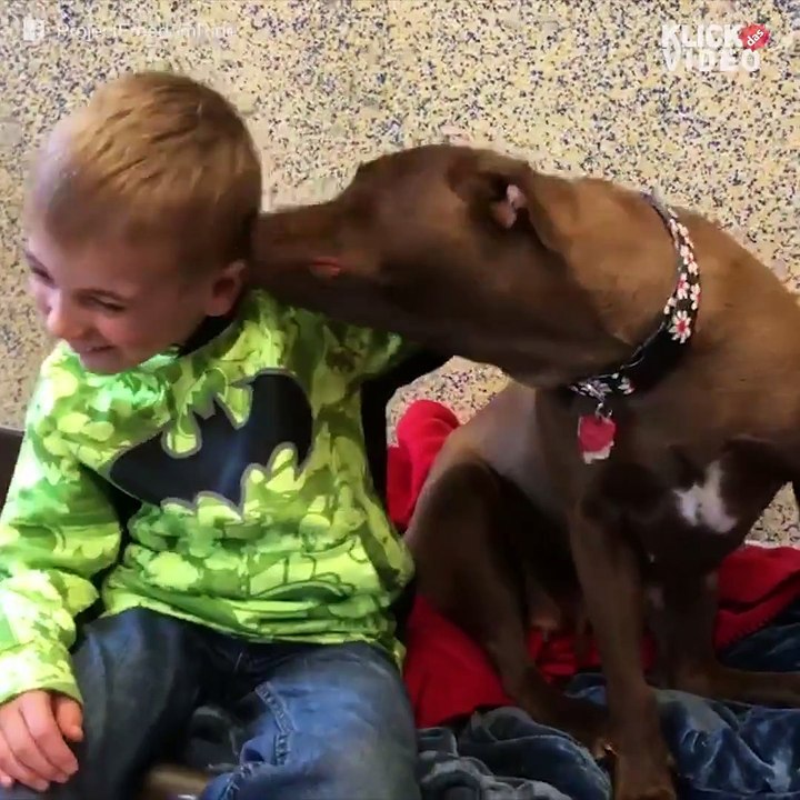 Dieser 6 Jahre alte Junge hat mehr als 1000 Hunden geholfen, ein zu Hause zu findenEntdecke mehr: