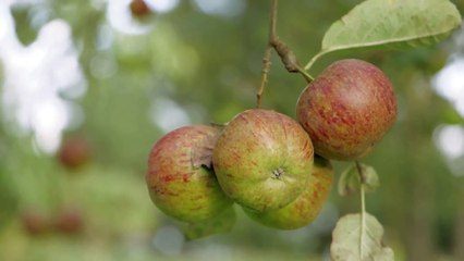 [EXTRAIT] Pauvres pommes ! - 28/10/2018