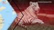 Apparent White Tiger Attack Kills Keeper at Japan Zoo
