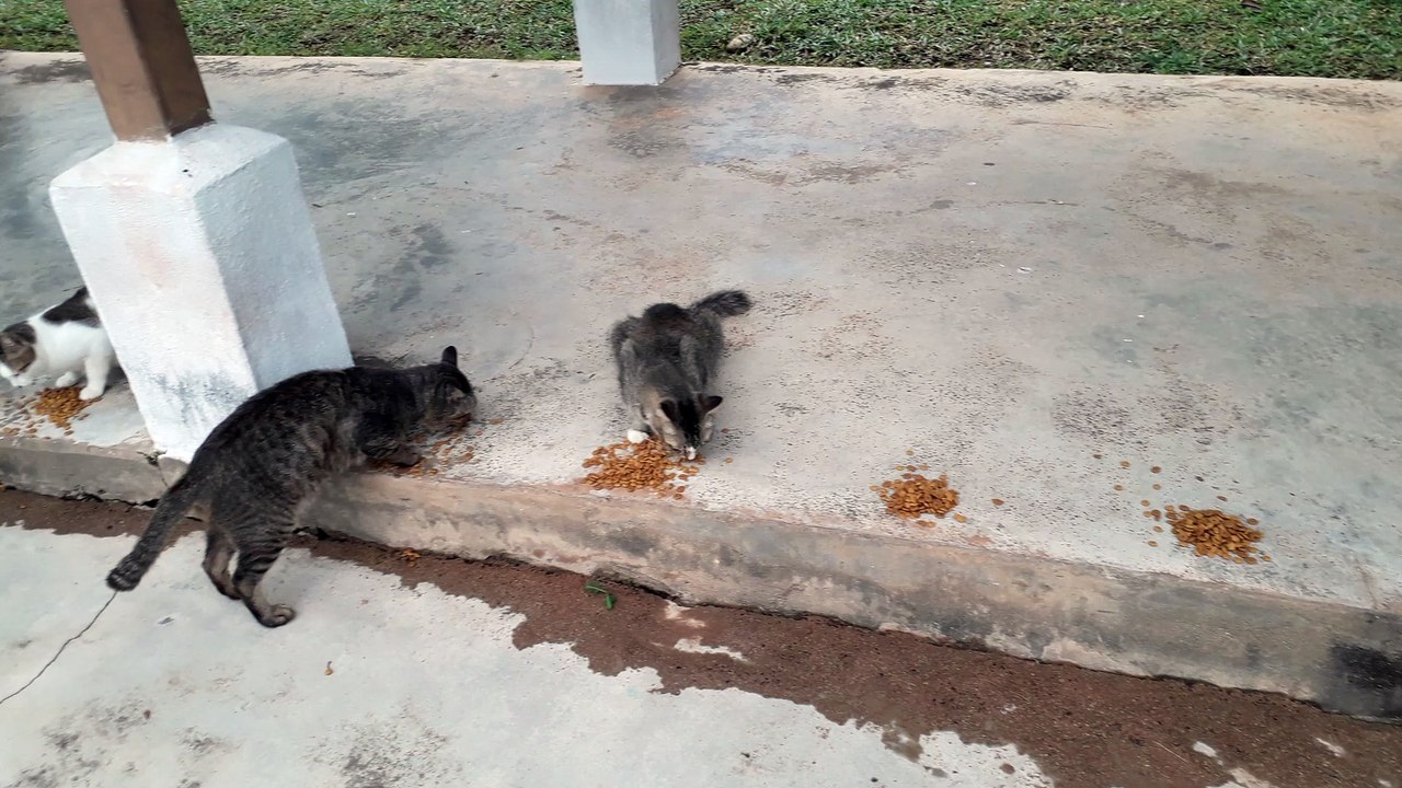 Cat feeding petro