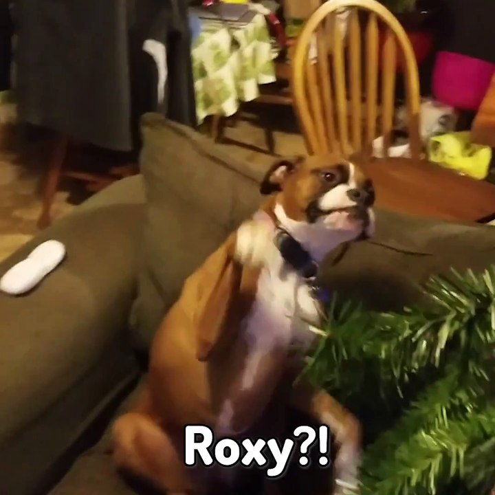 Caught red.. Pawed? Follow Vs. for more!