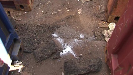 인천항서 붉은불개미 55마리 추가 발견 / YTN