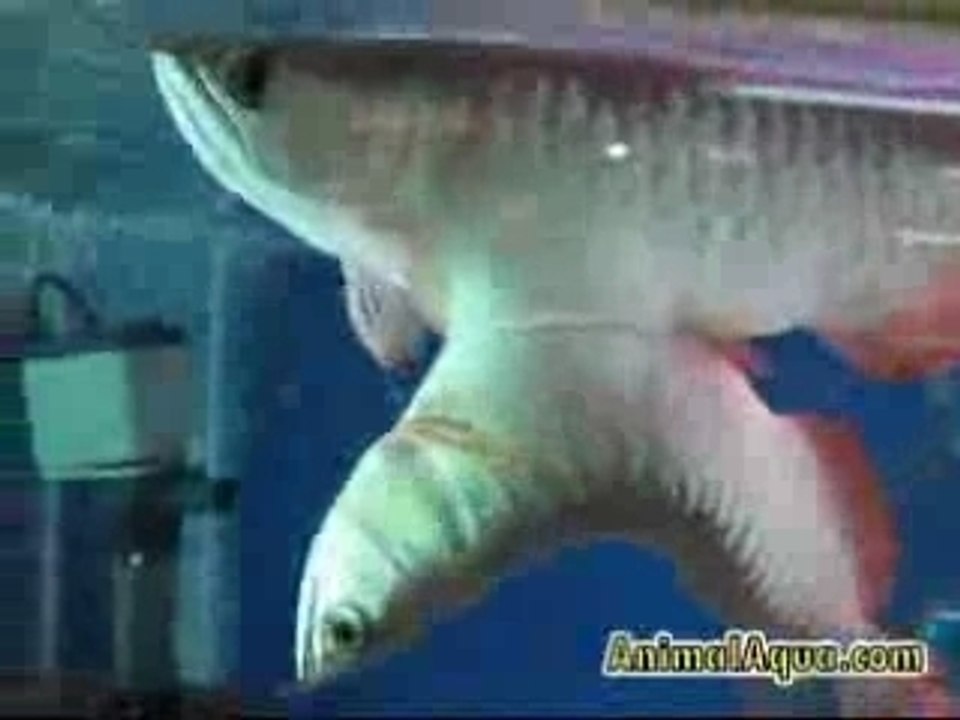 Amazing fish