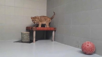 Niederlande: Jogger findet ausgesetztes Löwenbaby