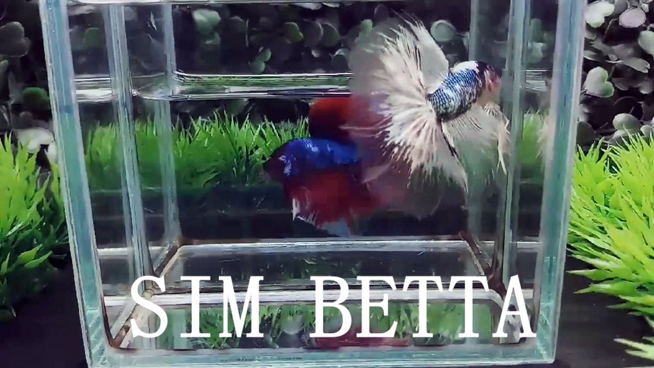 MY HALFMOON BETTAS - YouTube