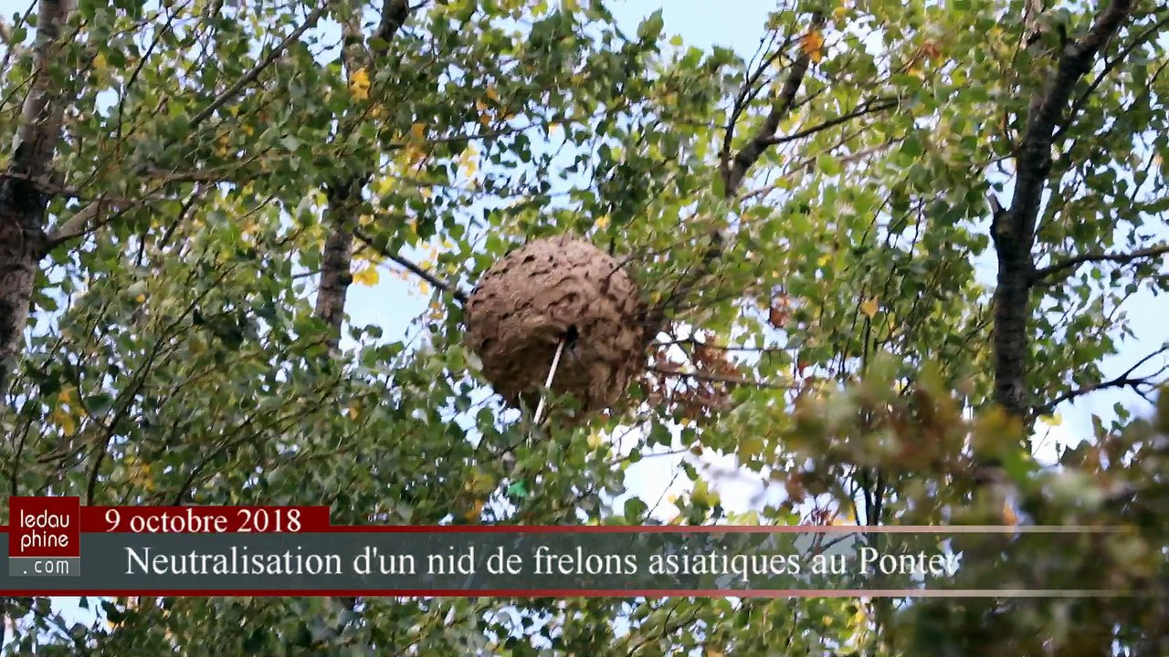 Un gros nid de frelons asiatiques neutralisé