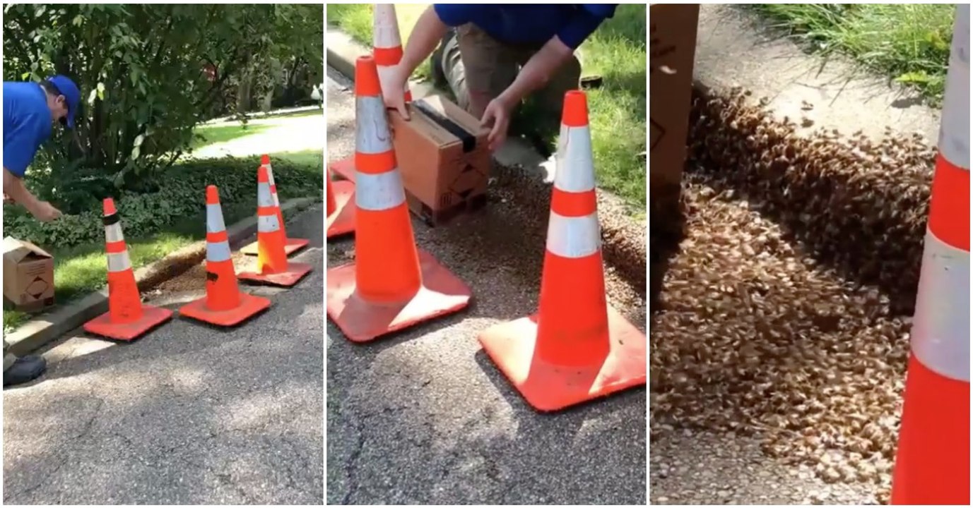 Especialista mostra como apanha um enxame de abelhas com a ajuda da sua rainha... INCRÍVEL!