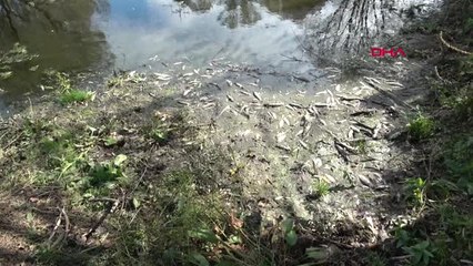 Bolu Gerede'de Yüzlerce Balık Telef Oldu